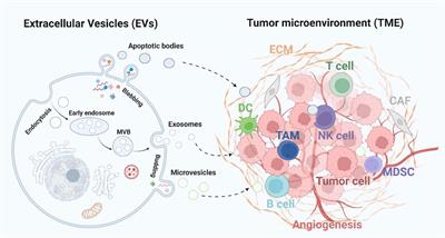 The extracellular vesicles targeting tumor microenvironment: a promising therapeutic strategy for melanoma